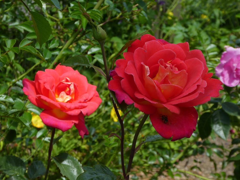 Photo of Rose (Rosa 'Jolly') uploaded by Bonehead
