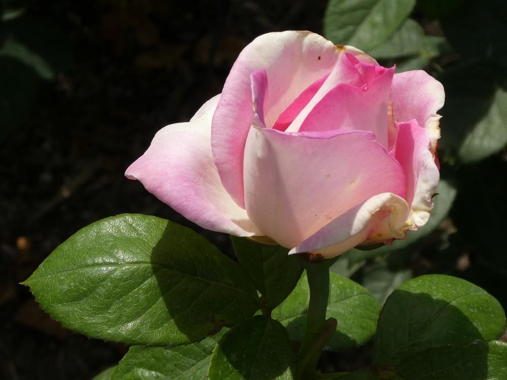 Photo of Rose (Rosa 'Falling in Love') uploaded by Bonehead
