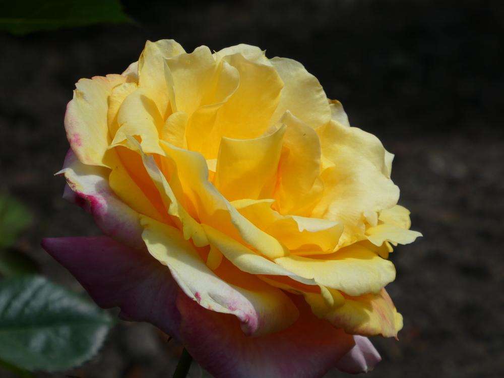 Photo of Rose (Rosa 'Desert Peace') uploaded by Bonehead