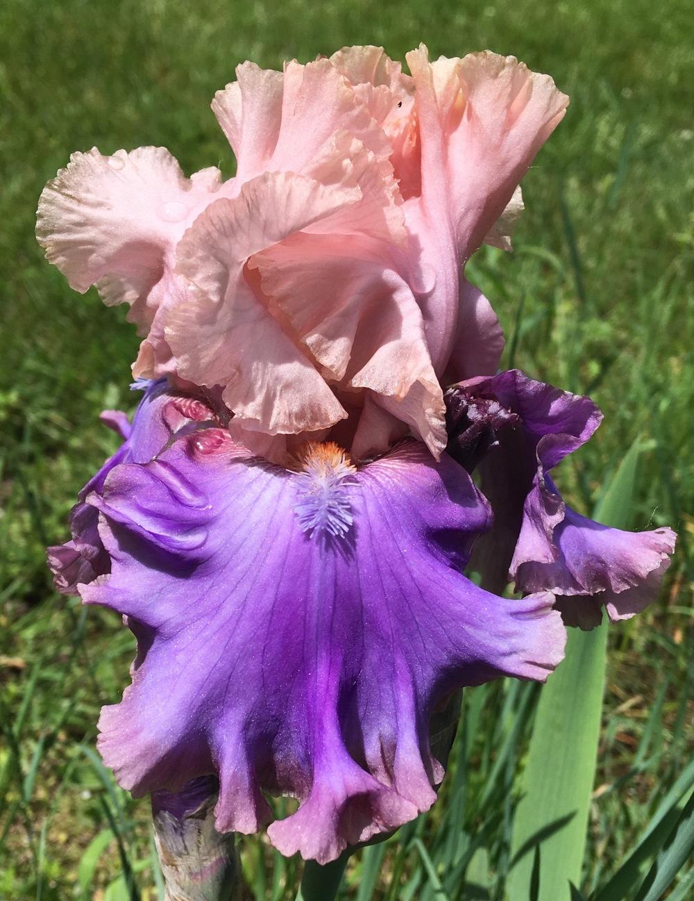 Photo of Tall Bearded Iris (Iris 'Florentine Silk') uploaded by Lbsmitty