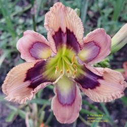 Location: Wood County, Texas
Date: 2019-06-14
First flower after planting while in bloom; flower on rebloom sca