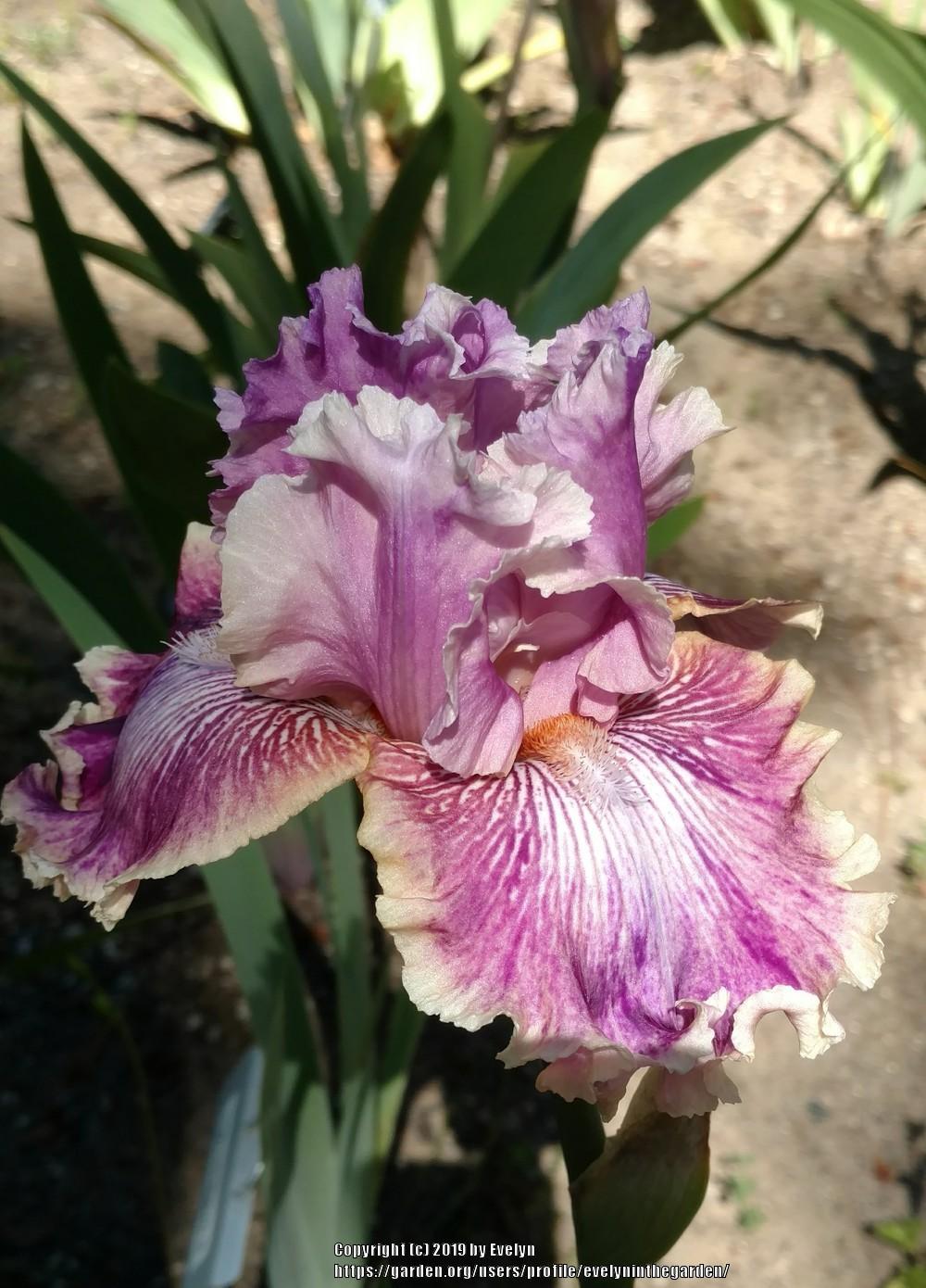Photo of Tall Bearded Iris (Iris 'Die Laughing') uploaded by evelyninthegarden
