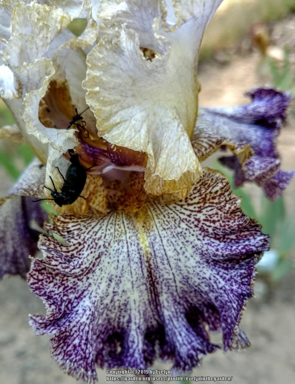Photo of Tall Bearded Iris (Iris 'Dipped in Dots') uploaded by evelyninthegarden