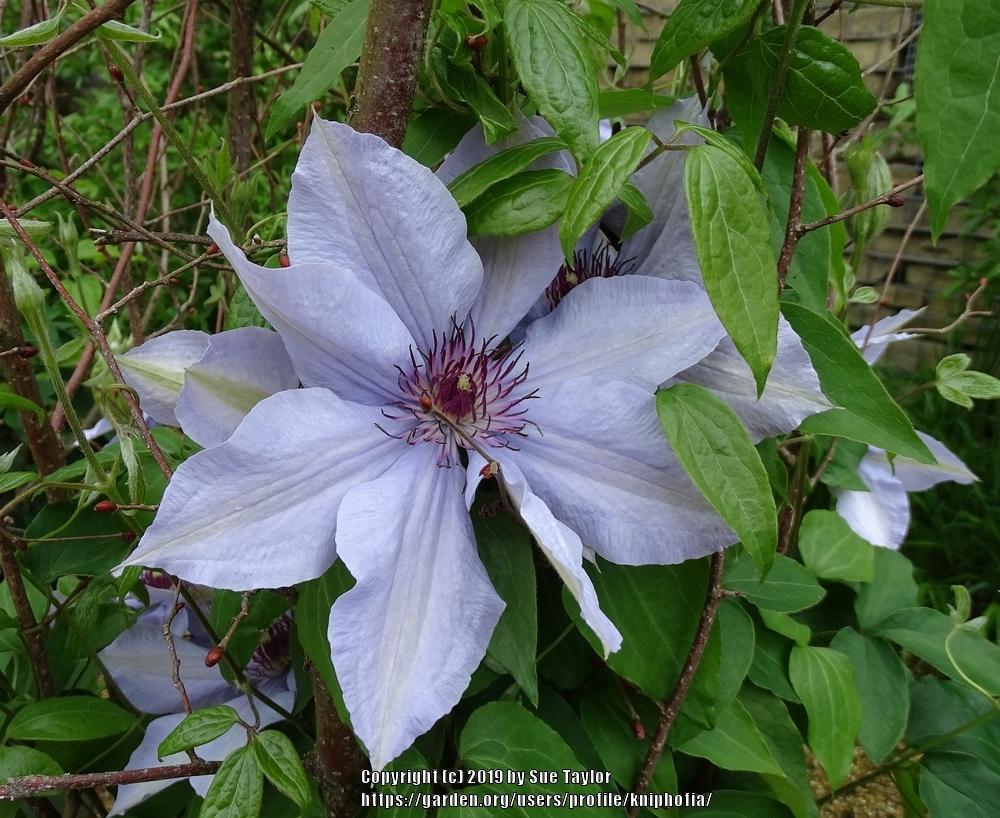 Photo of Clematis Bernadine™ uploaded by kniphofia