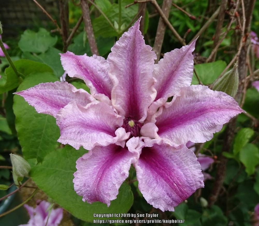 Photo of Clematis Ooh La La™ uploaded by kniphofia