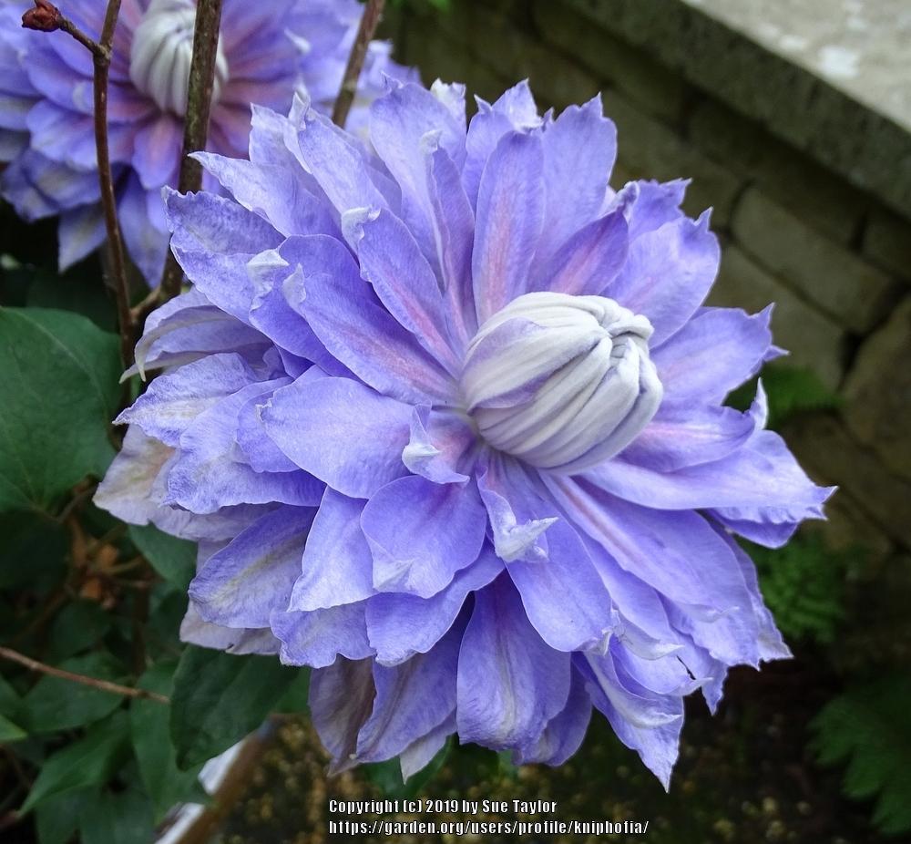 Photo of Clematis Diamantina™ uploaded by kniphofia