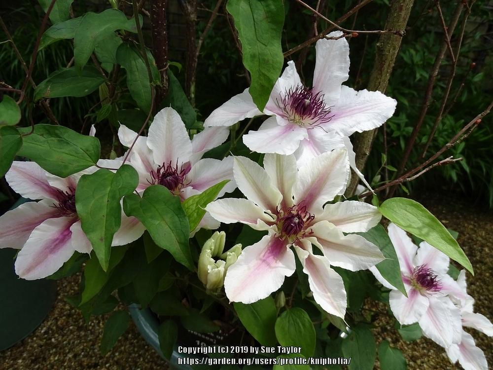 Photo of Clematis The Countess of Wessex™ uploaded by kniphofia
