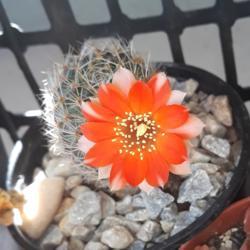 
Date: 2019-06-14
Flower of one of the variants/subspecies