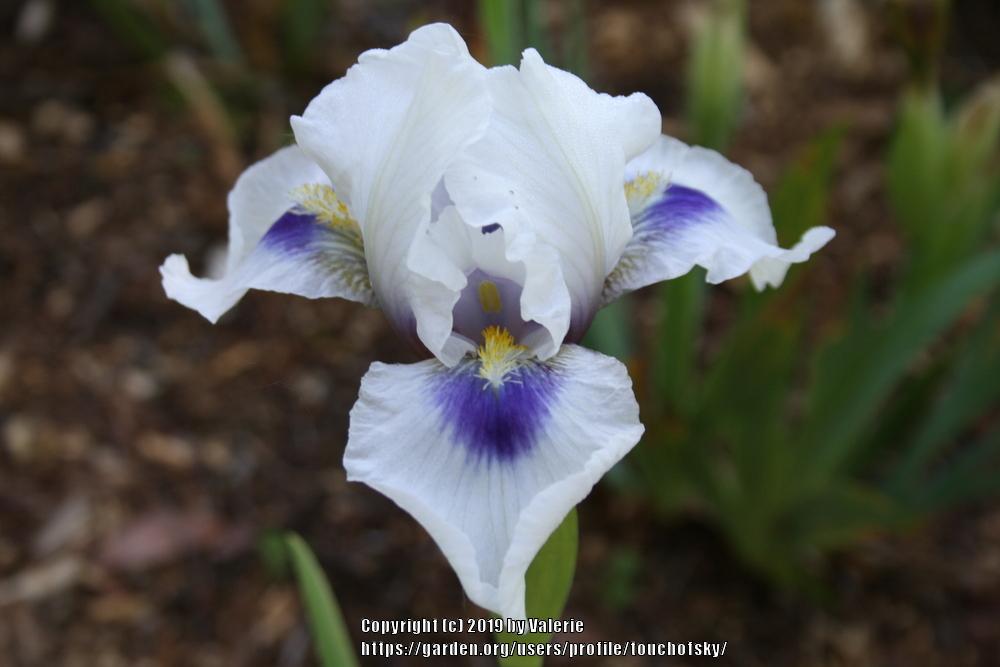 Photo of Arilbred Iris (Iris 'Desert Snow') uploaded by touchofsky