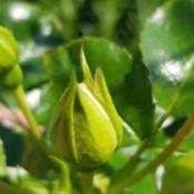Bud - about to open