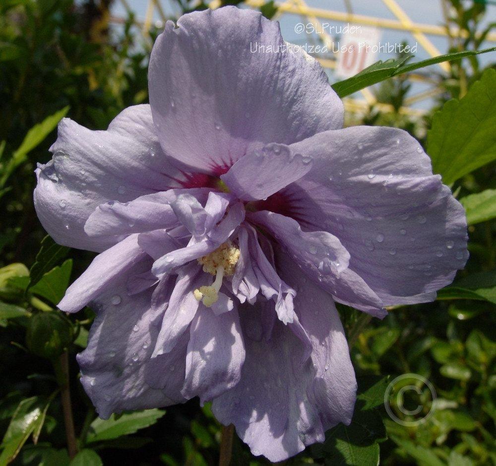 Photo of Rose of Sharon (Hibiscus syriacus Blue Chiffon™) uploaded by DaylilySLP