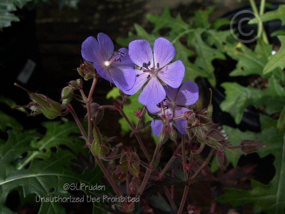 Photo of Hardy Geranium (Geranium pratense 'Midnight Reiter') uploaded by DaylilySLP