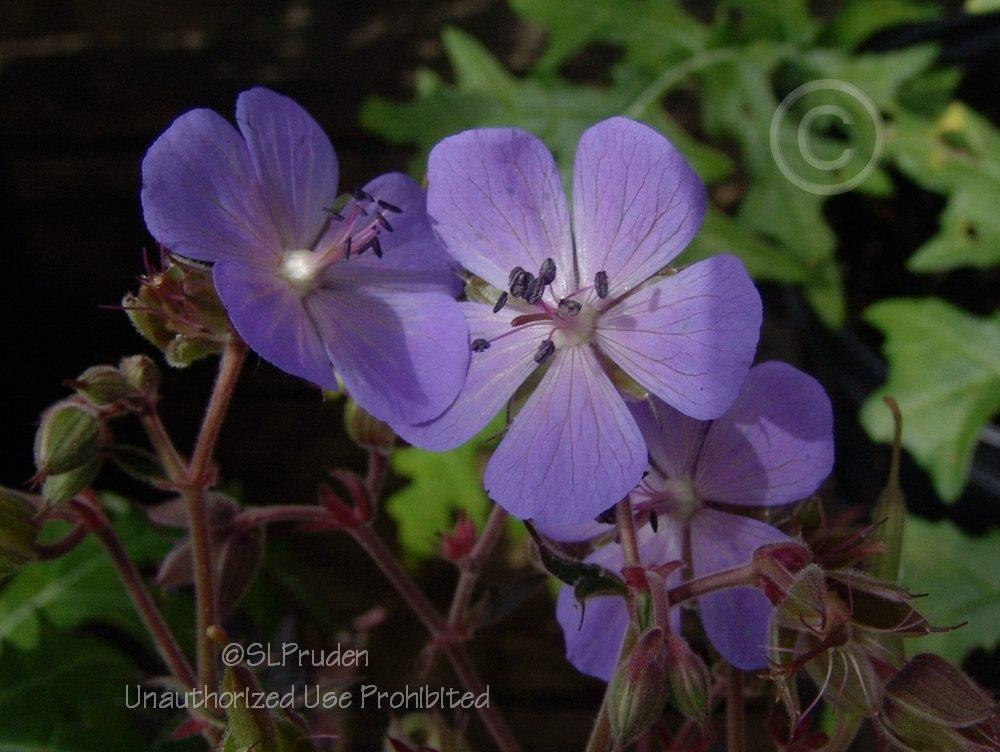 Photo of Hardy Geranium (Geranium pratense 'Midnight Reiter') uploaded by DaylilySLP