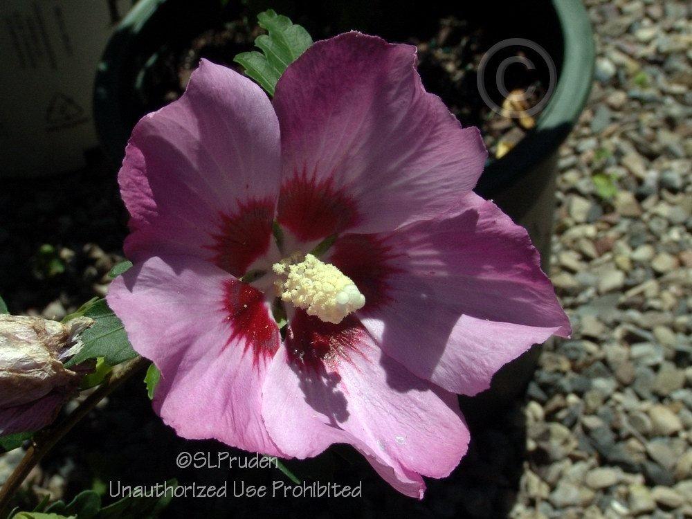 Photo of Rose Of Sharon (Hibiscus syriacus 'Aphrodite') uploaded by DaylilySLP