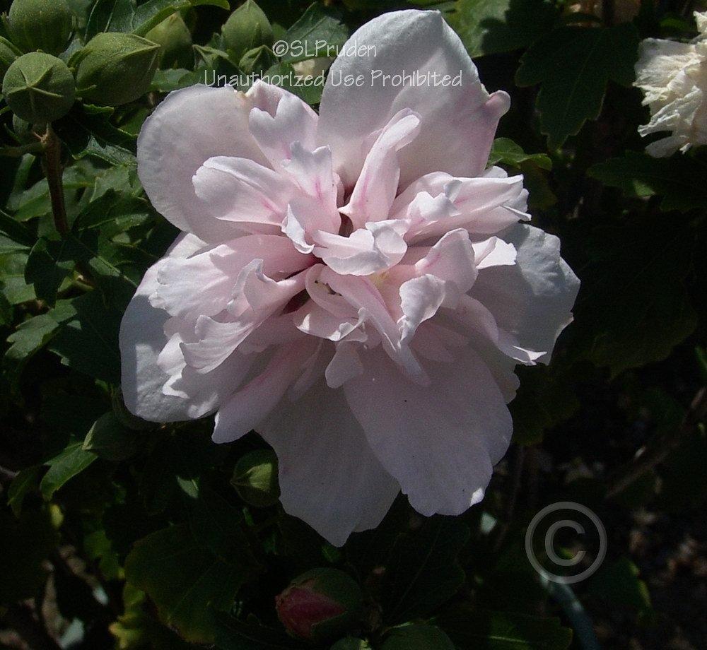 Photo of Rose of Sharon (Hibiscus syriacus 'Blushing Bride') uploaded by DaylilySLP