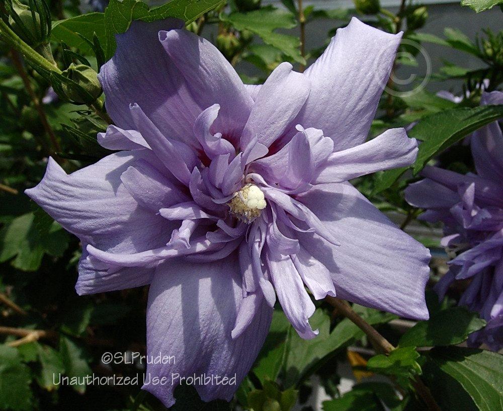 Photo of Rose of Sharon (Hibiscus syriacus Blue Chiffon™) uploaded by DaylilySLP