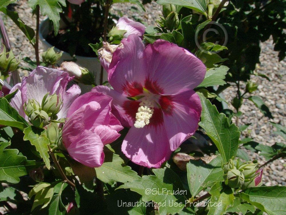 Photo of Rose Of Sharon (Hibiscus syriacus 'Aphrodite') uploaded by DaylilySLP