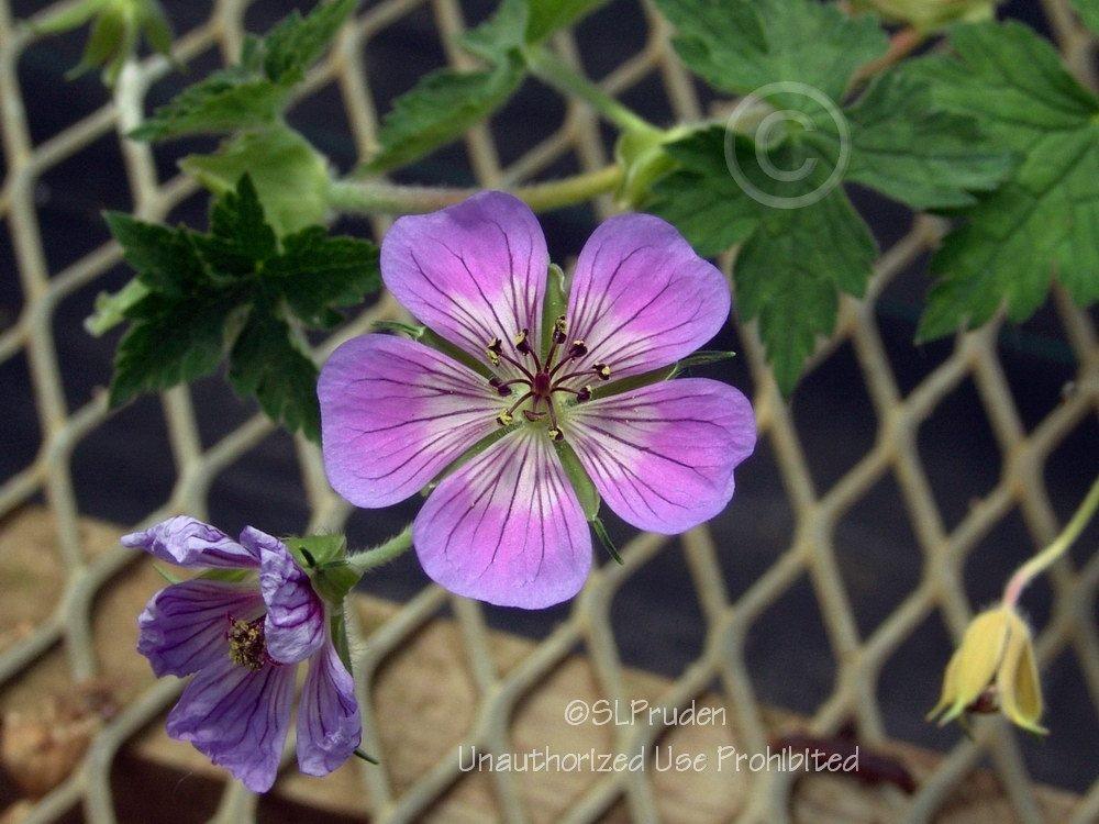 Photo of Geranium (Geranium wallichianum 'Sweet Heidy') uploaded by DaylilySLP