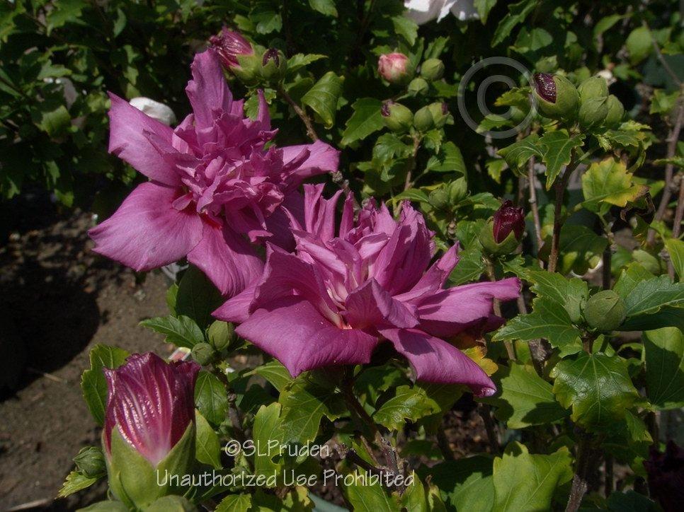 Photo of Rose of Sharon (Hibiscus syriacus 'Collie Mullens') uploaded by DaylilySLP