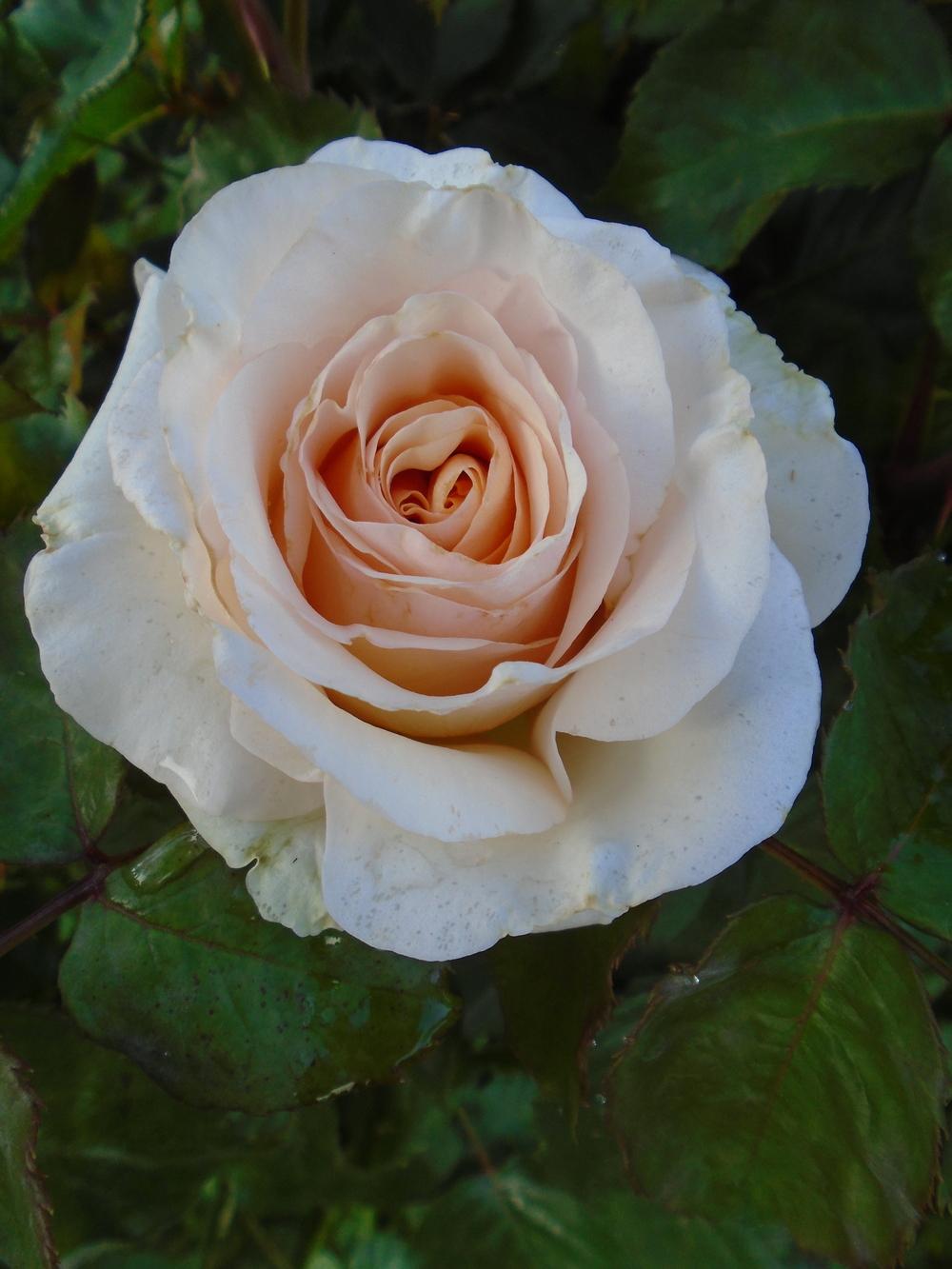 Photo of Rose (Rosa 'Commonwealth Glory') uploaded by Paul2032