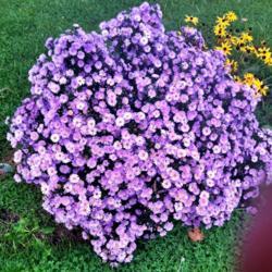 Location: Upstate NY
Date: 2014-09-13
Beautiful Asters