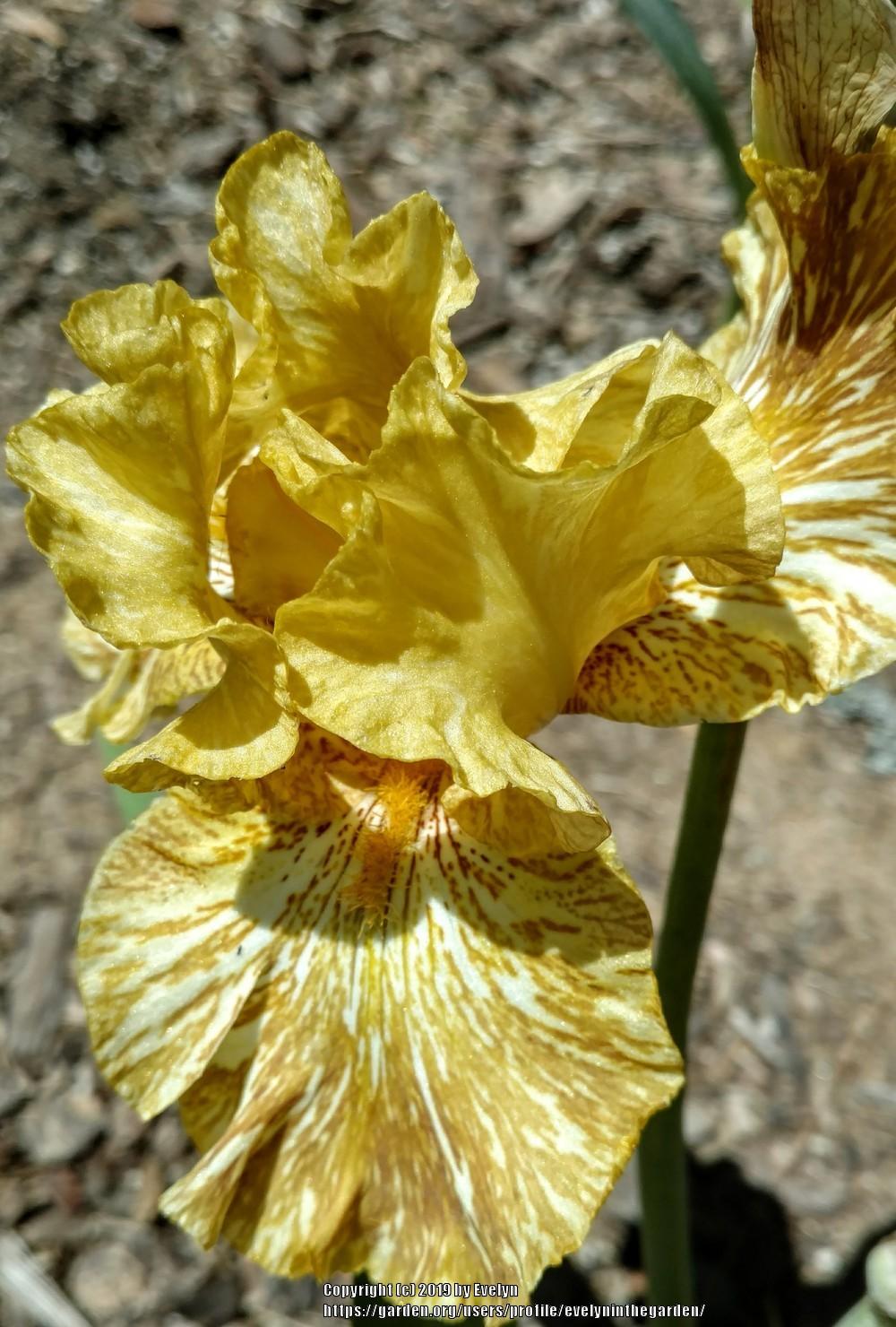 Photo of Tall Bearded Iris (Iris 'Tiger Honey') uploaded by evelyninthegarden