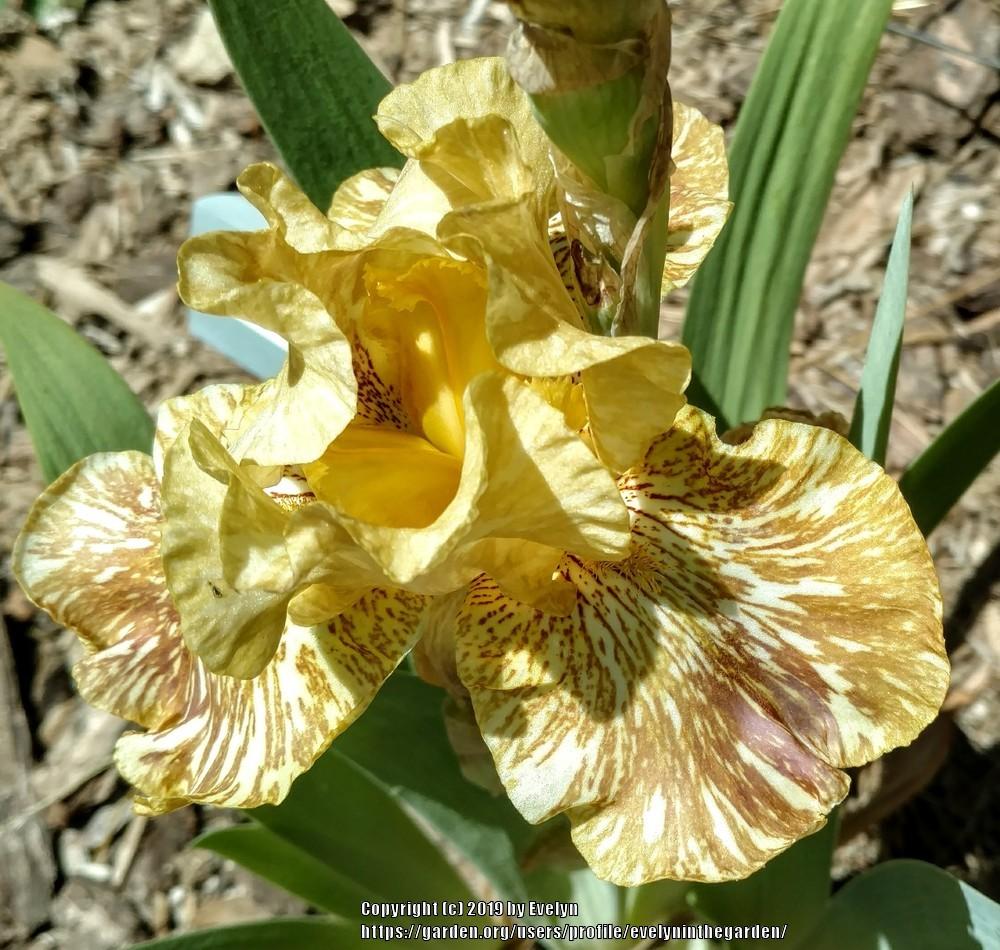 Photo of Tall Bearded Iris (Iris 'Tiger Honey') uploaded by evelyninthegarden