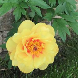 Location: North East Iowa
Date: 2019-06-03
Beautiful Blossom, First bloom