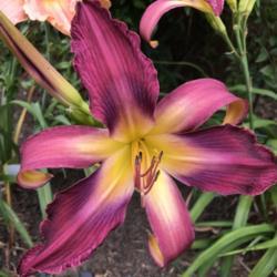 Location: This is one of my favorite daylilies!  I am in TX now so daylilies are blooming now.
Date: 2019-06-12