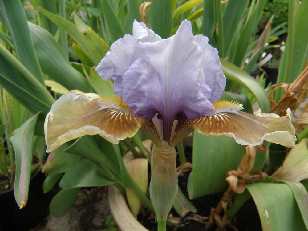 Photo of Intermediate Bearded Iris (Iris 'Captain Indigo') uploaded by IrisLilli