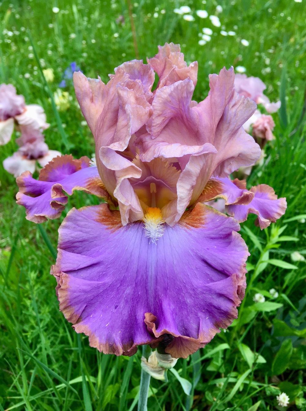 Photo of Tall Bearded Iris (Iris 'Karma Delight') uploaded by Lbsmitty