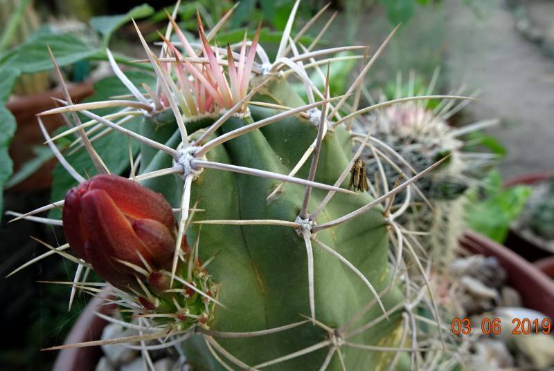 Photo of Claretcup Cactus (Echinocereus triglochidiatus) uploaded by Orsola