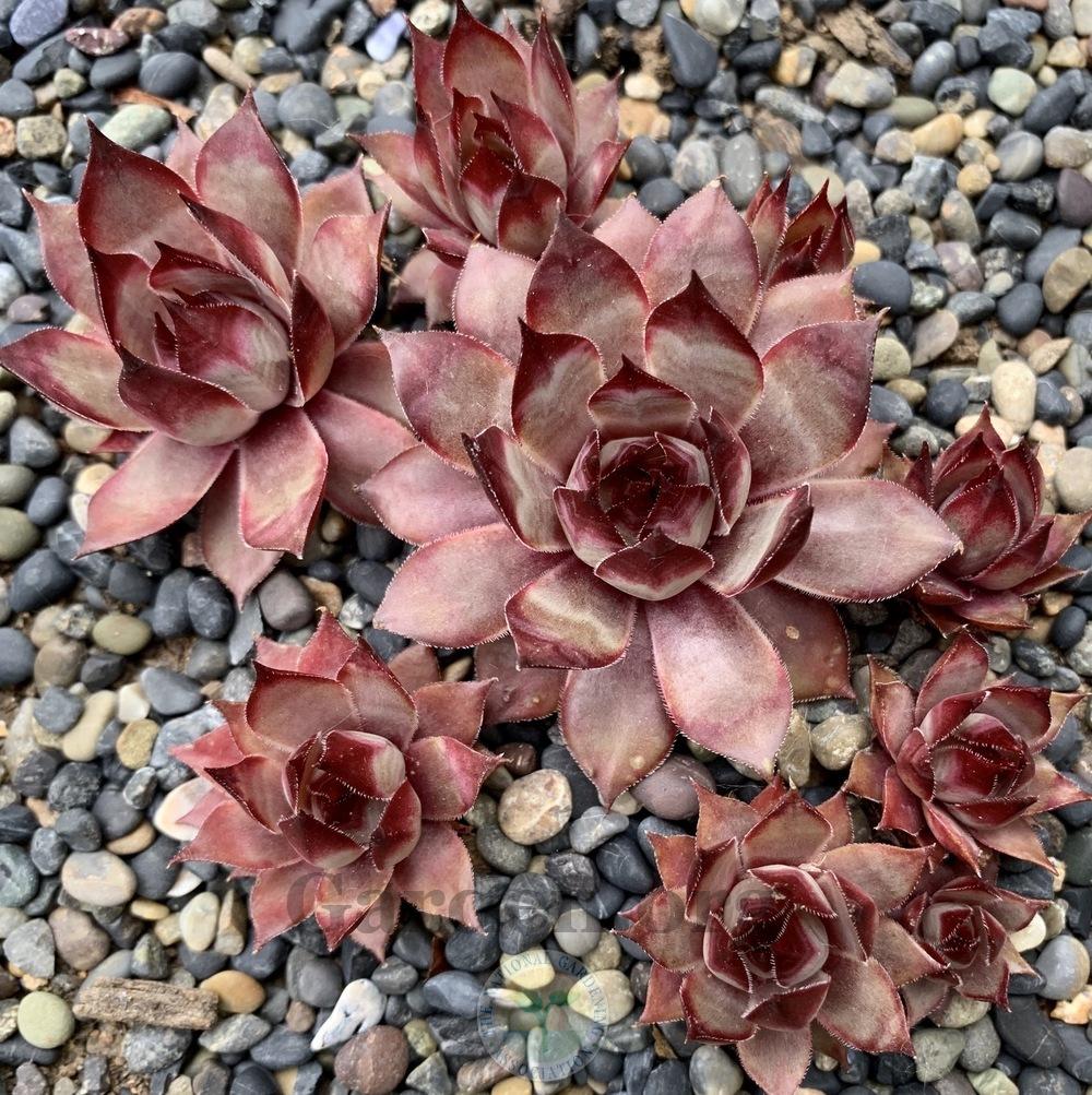 Photo of Hen and Chicks (Sempervivum 'Forgotten Dreams') uploaded by Patty