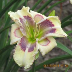 Location: My 6b garden
Date: 2019-06-16
From Northern Lights Daylilies, new for 2019. First bloom is a be