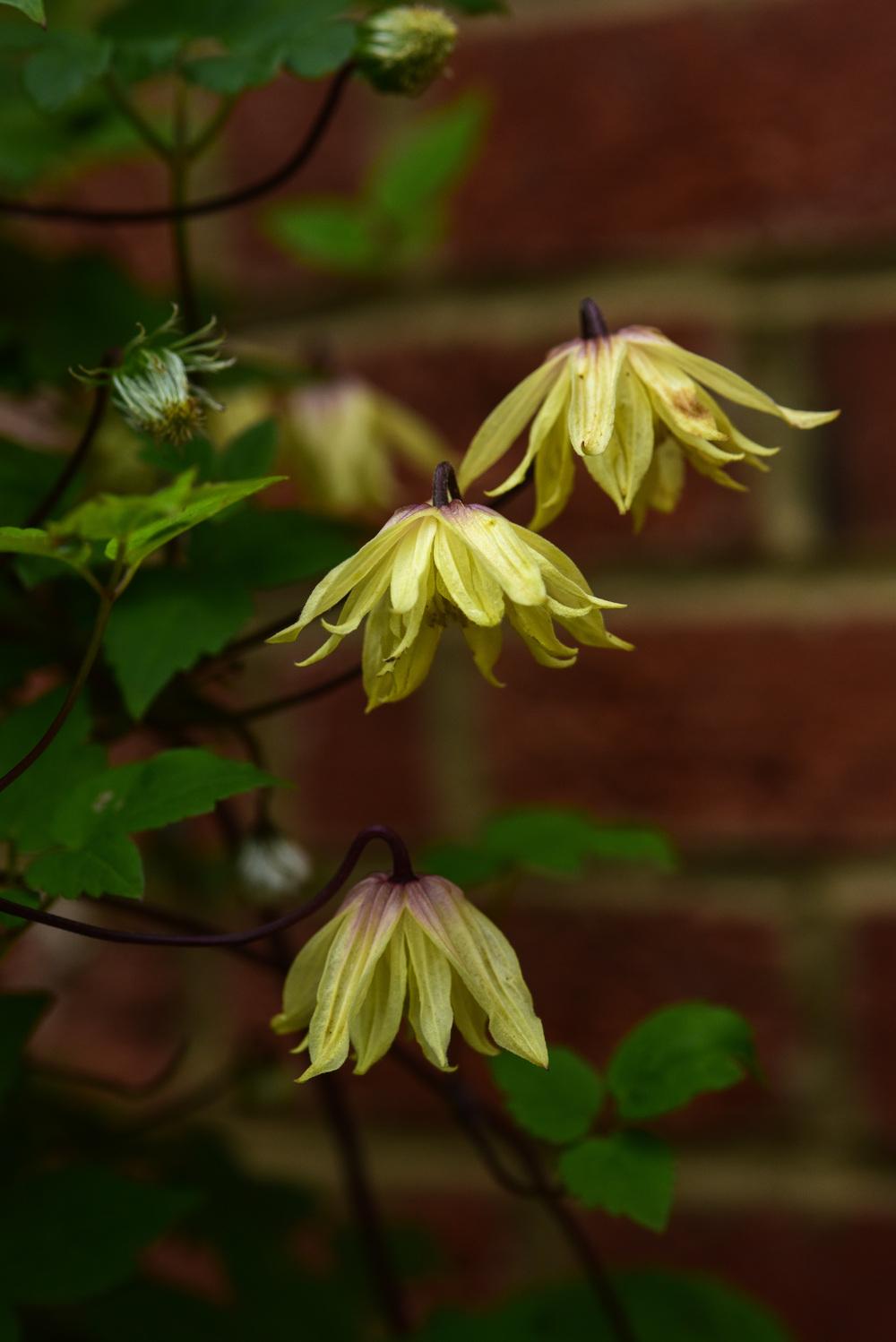 Photo of Clematis (Clematis koreana Amber) uploaded by cliftoncat