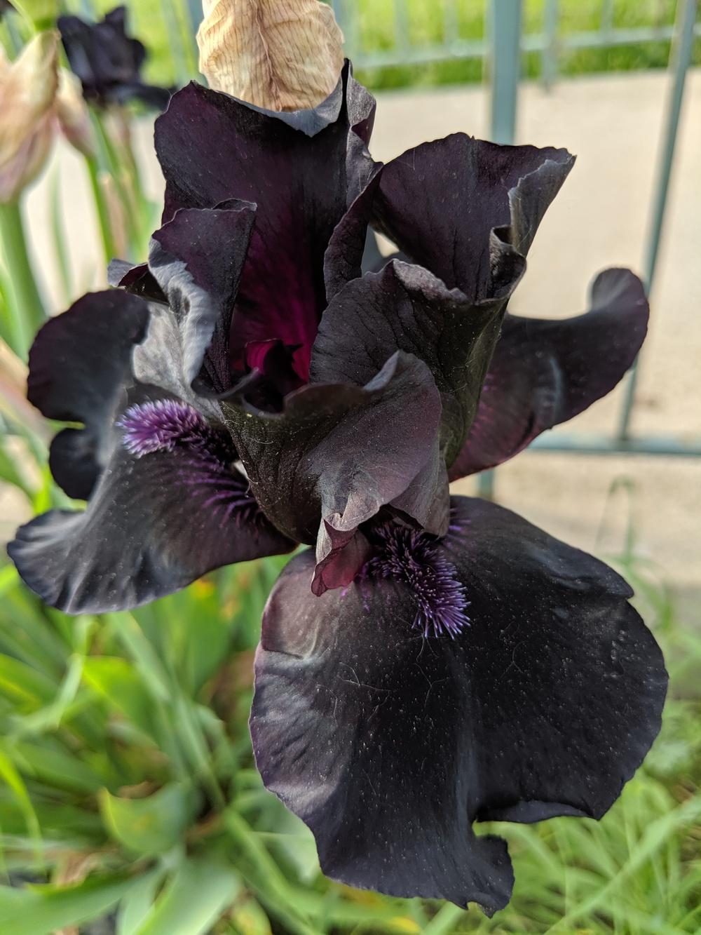 Photo of Tall Bearded Iris (Iris 'Black Dragon') uploaded by darkphoenixash