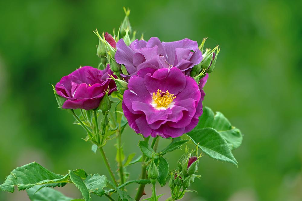 Photo of Rose (Rosa 'Rhapsody in Blue') uploaded by dirtdorphins