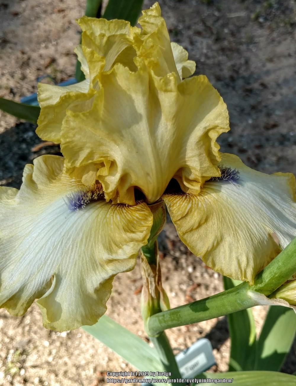 Photo of Tall Bearded Iris (Iris 'Ride the Tiger') uploaded by evelyninthegarden