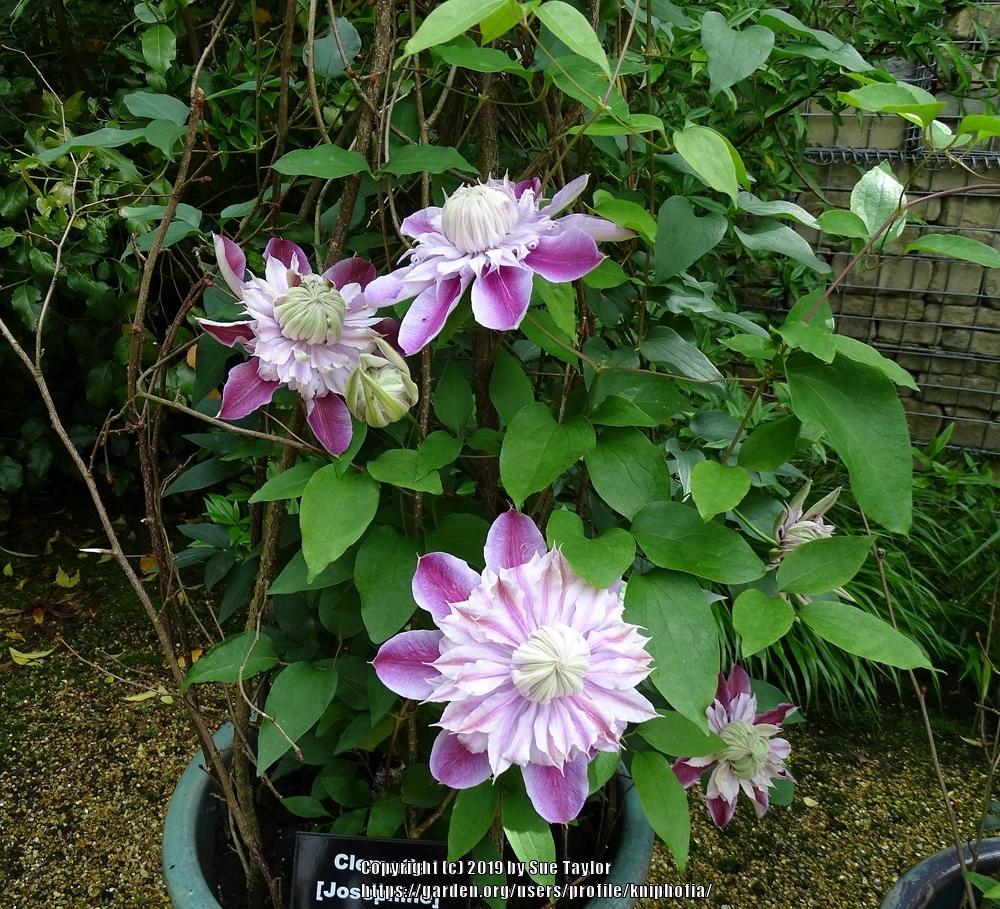 Photo of Clematis Josephine™ uploaded by kniphofia