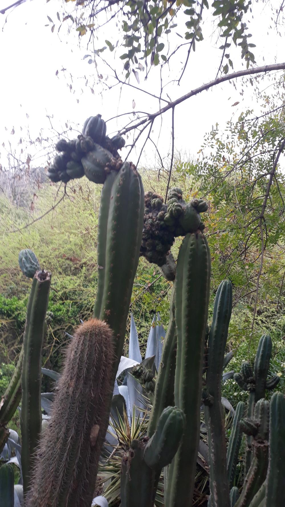 Photo of San Pedro Cactus (Trichocereus macrogonus var. pachanoi) uploaded by skopjecollection