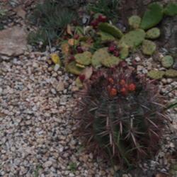 
Date: 2019-04-22
Noid hooked ferocactus /w red spines. marimurta b.g. spain