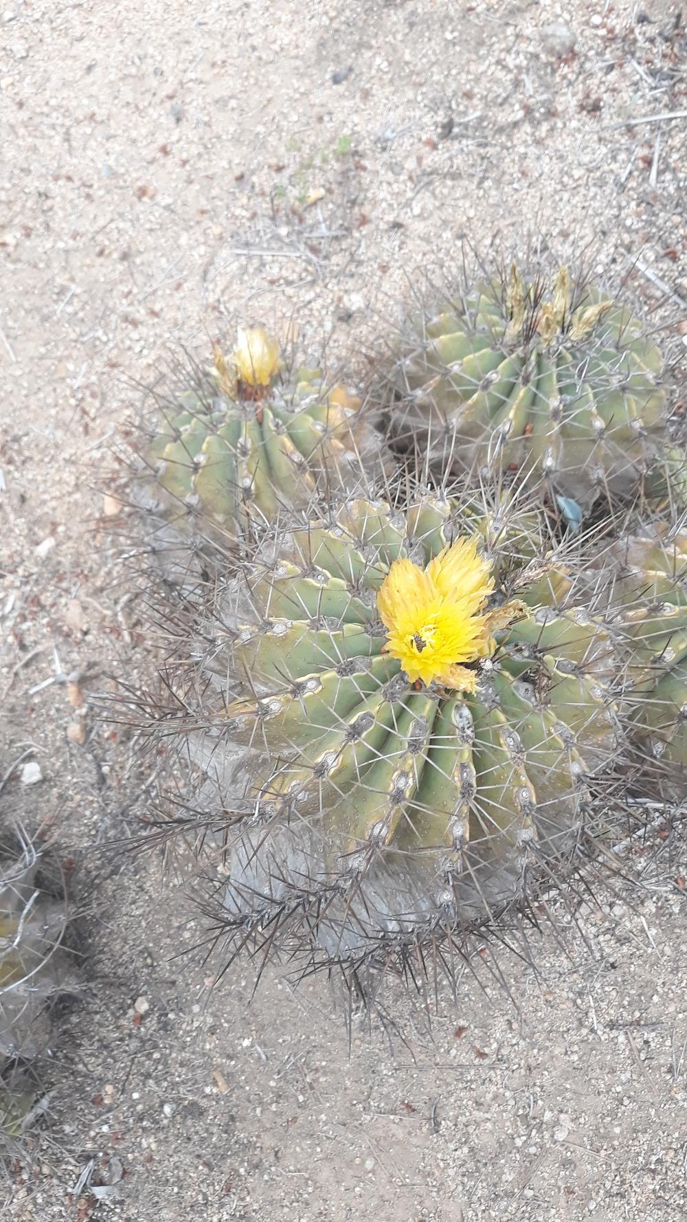 Photo of Barrel Cactus (Ferocactus) uploaded by skopjecollection