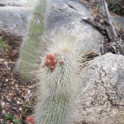 
Date: 2019-04-22
A bit blurry, but clear enough for details. NOID cleistocactus in