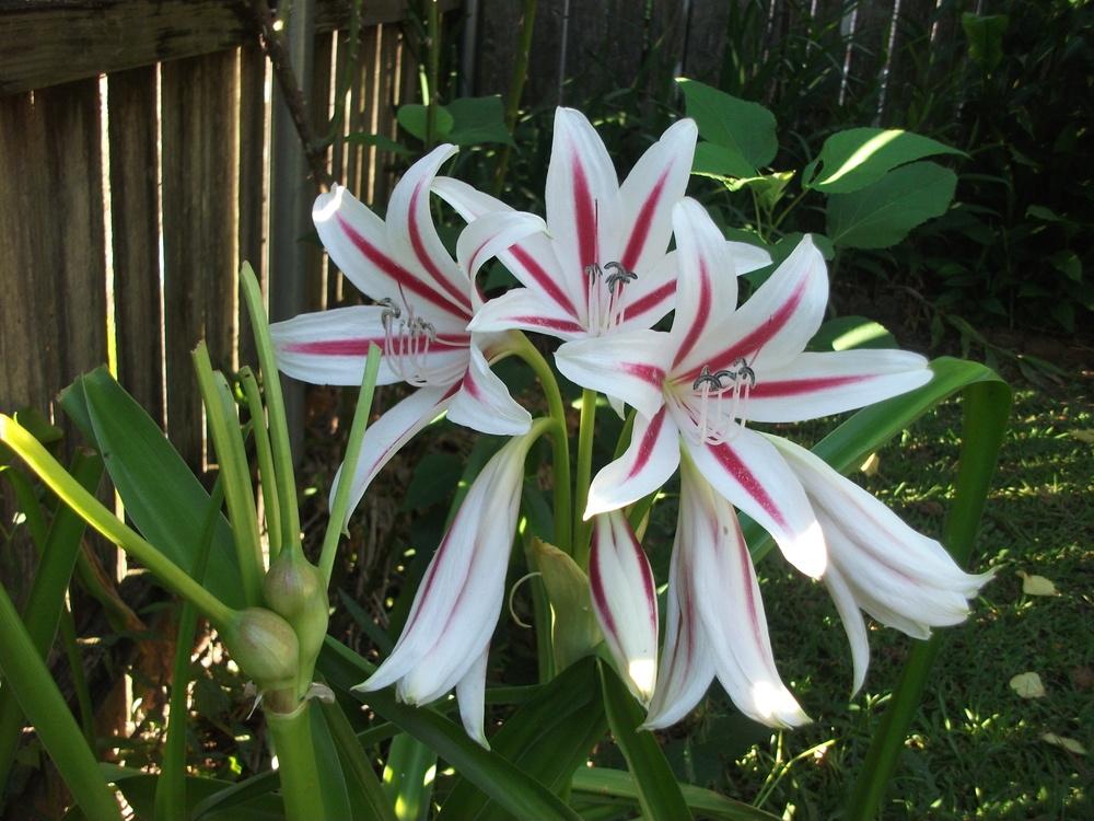 Photo of Milk and Wine Lily (Crinum fimbriatulum) uploaded by tabbycat