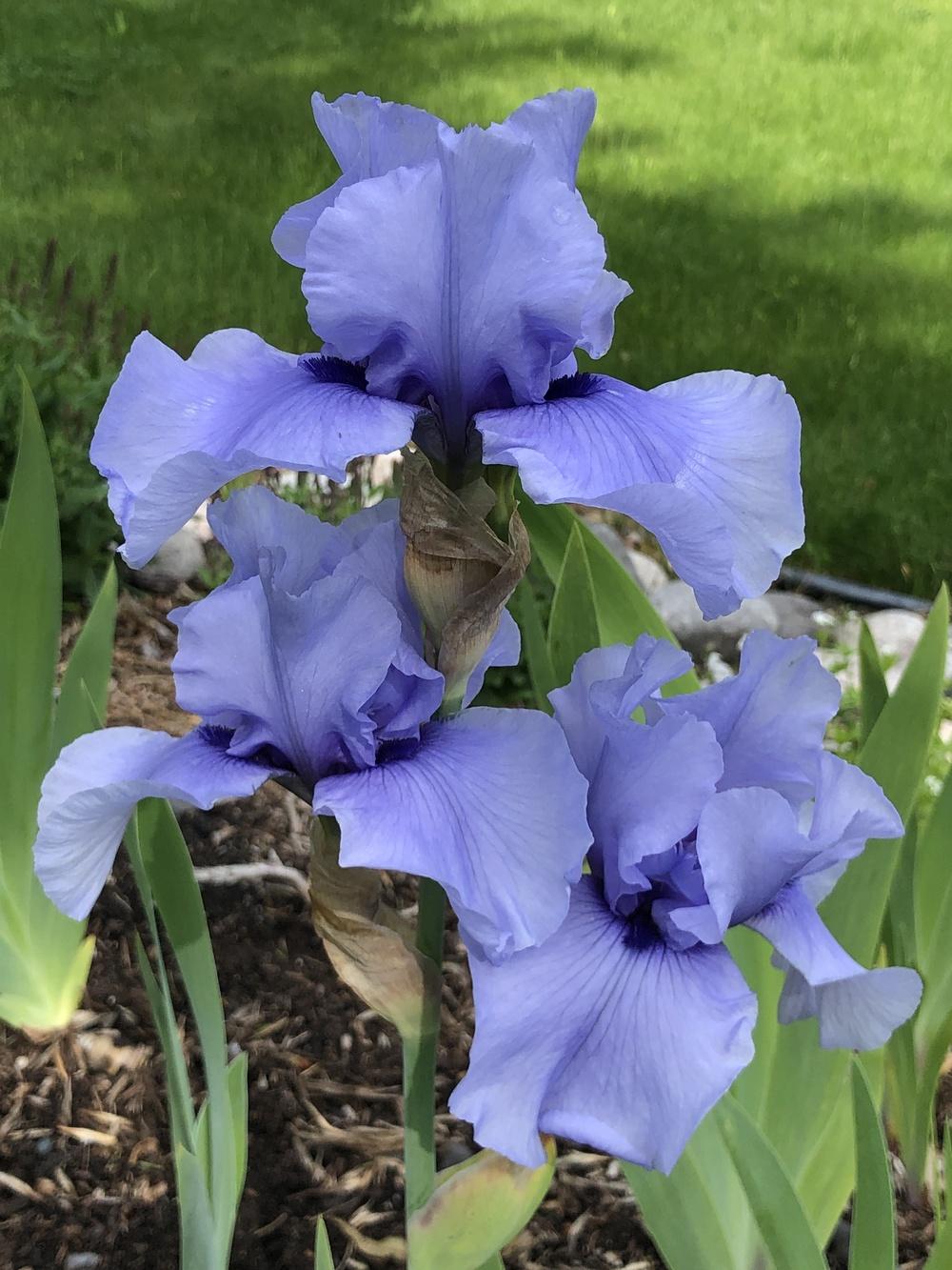 Photo of Tall Bearded Iris (Iris 'Codicil') uploaded by FleurdeMich