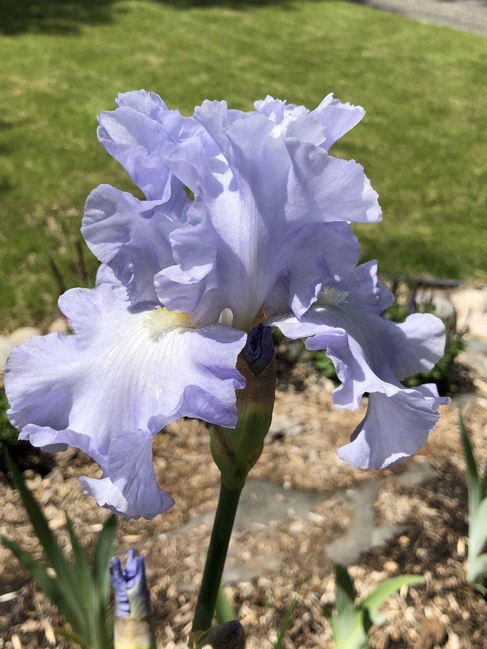 Photo of Tall Bearded Iris (Iris 'Blue Aristocrat') uploaded by FleurdeMich