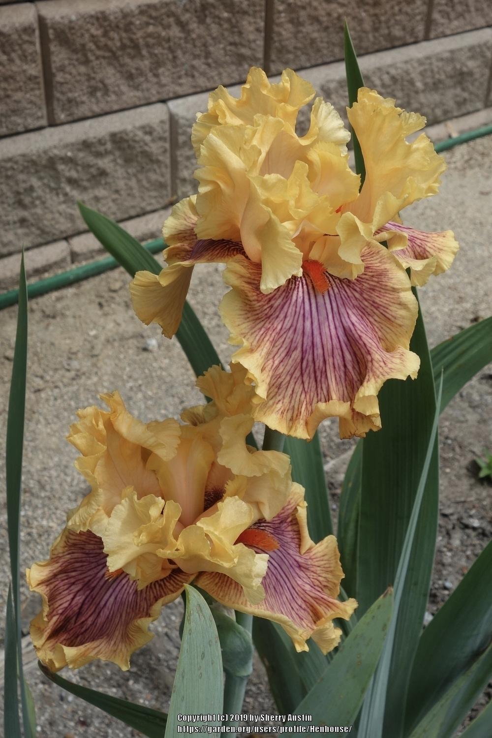 Photo of Tall Bearded Iris (Iris 'Jeanne Clay Plank') uploaded by Henhouse