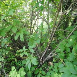 Location: Downingtown, Pennsylvania
Date: 2019-06-16
looking inside shrubs at stems