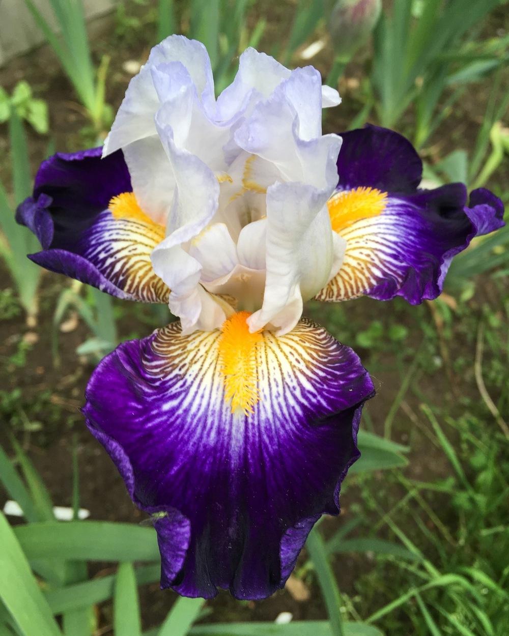 Photo of Tall Bearded Iris (Iris 'Flash of Light') uploaded by Lbsmitty