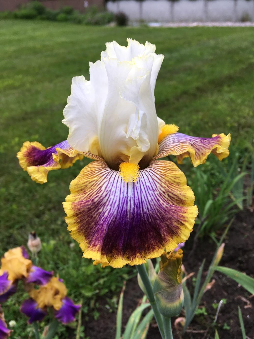 Photo of Tall Bearded Iris (Iris 'Patchwork Puzzle') uploaded by Lbsmitty